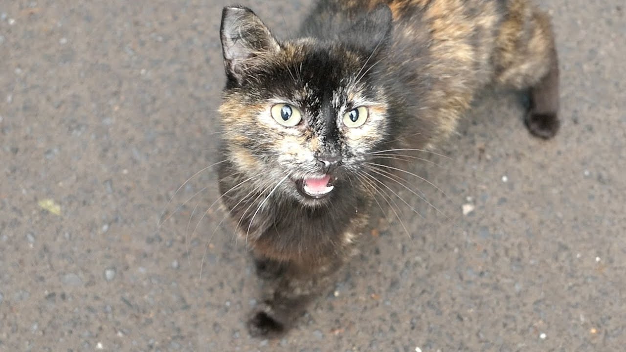 Tortie cat meow she is so hungry