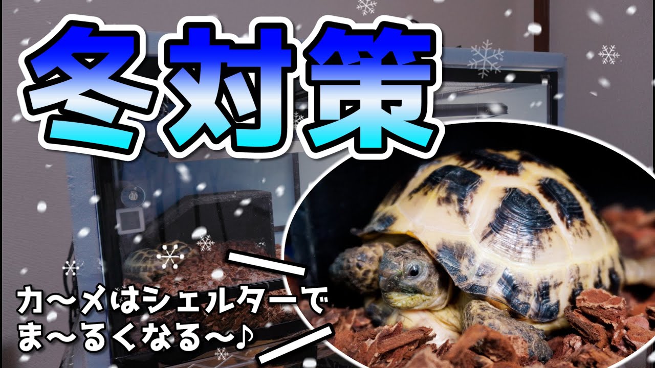 【冬対策】『100均グッズ』で自作温室！リクガメケージの寒さ対策 4選【爬虫類飼育】