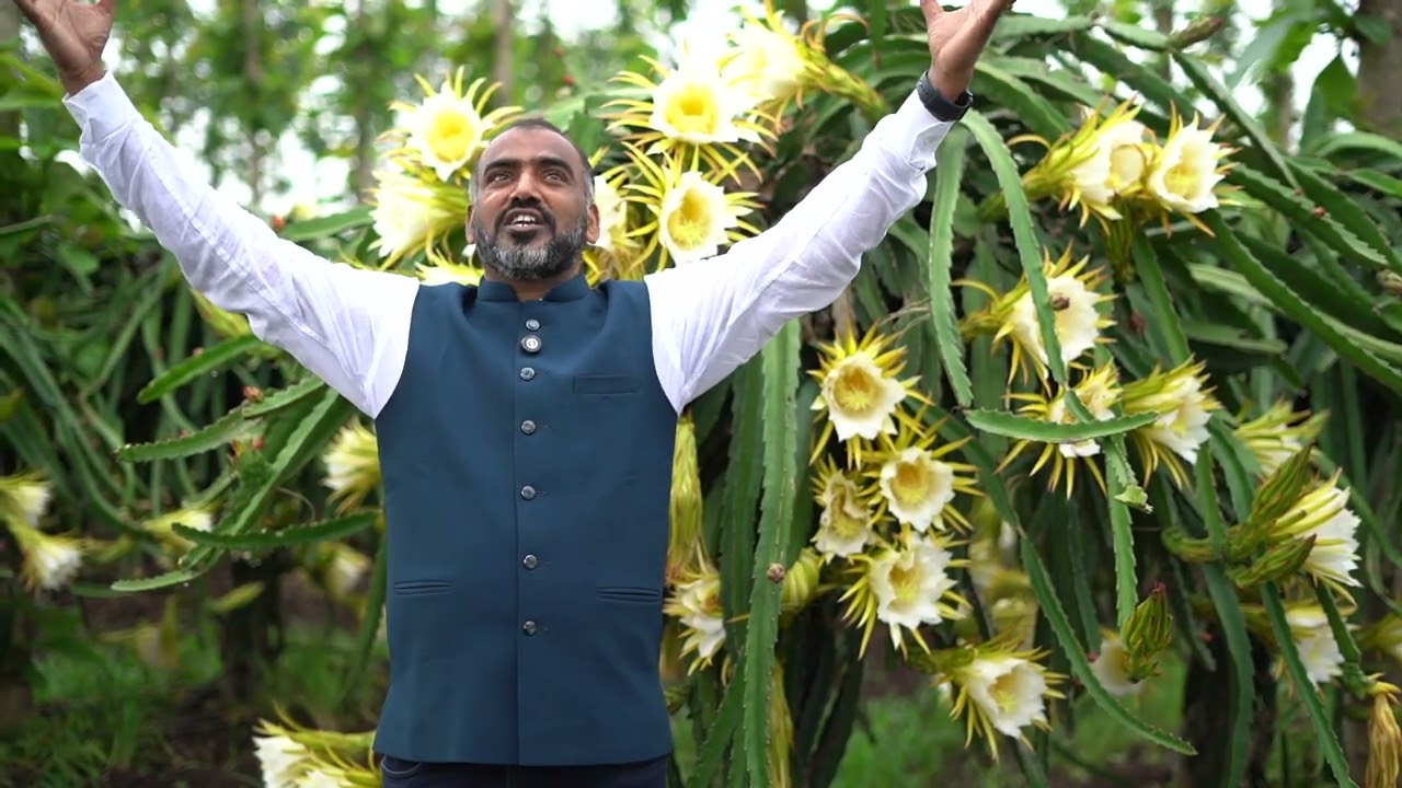 SCTवैदीक ड्रैगनक्वीन सरलाताईंचे विक्रमी उत्पन्नातून 4 एकरात 3 कोटींची उलाढाल‼️लागोपाठ 3 फ्लश‼️
