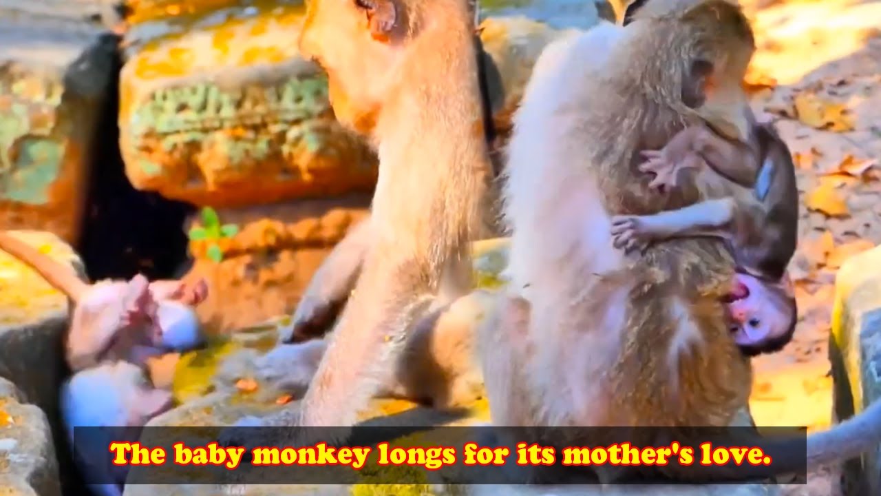 The adorable baby monkey begs its mother for love with cute and affectionate gestures!