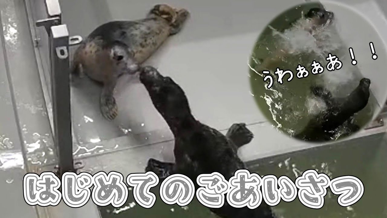大パニック！はじめてのお鼻ちゅんごあいさつ【アザラシ幼稚園】