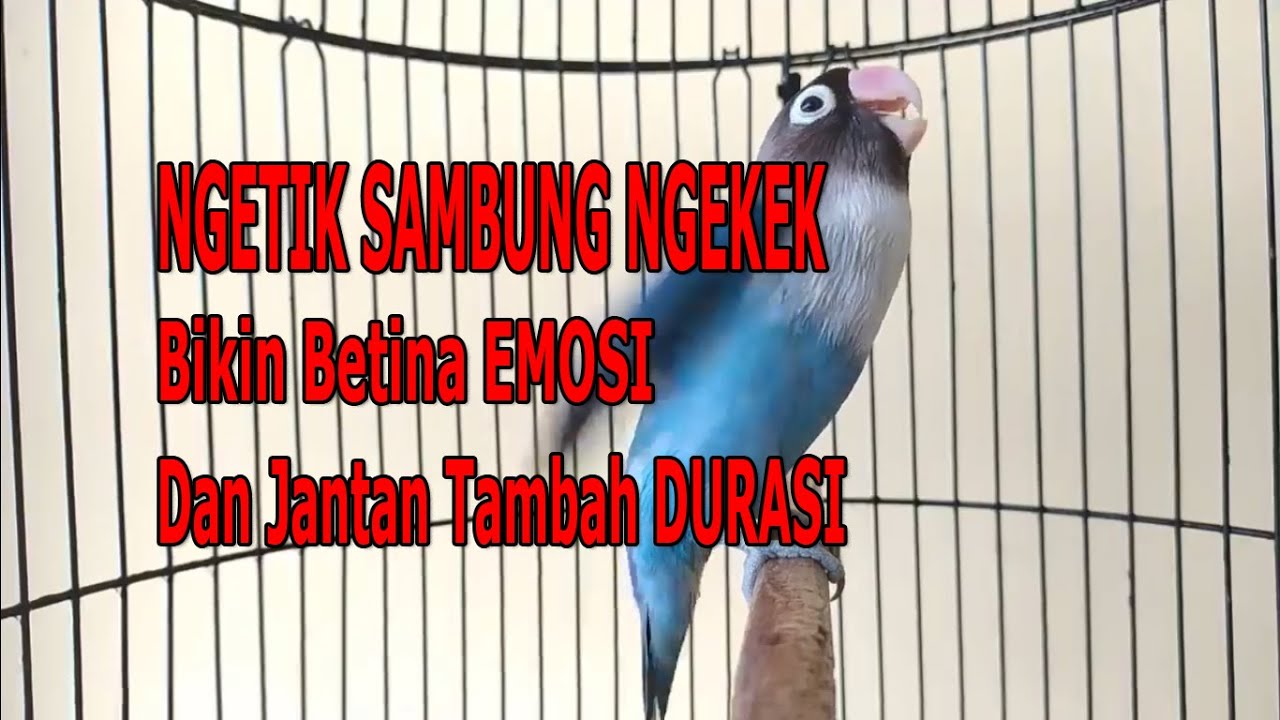 TERAPI LOVEBIRD NGETIK SAMBUNG NGEKEK-COCOK UNTUK TERAPI LOVEBIRD LOMBA