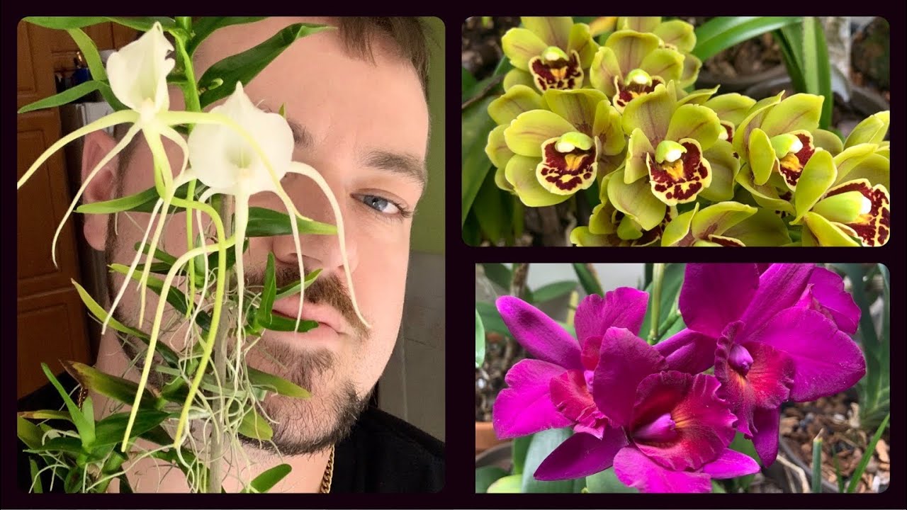Orchid Collection Update