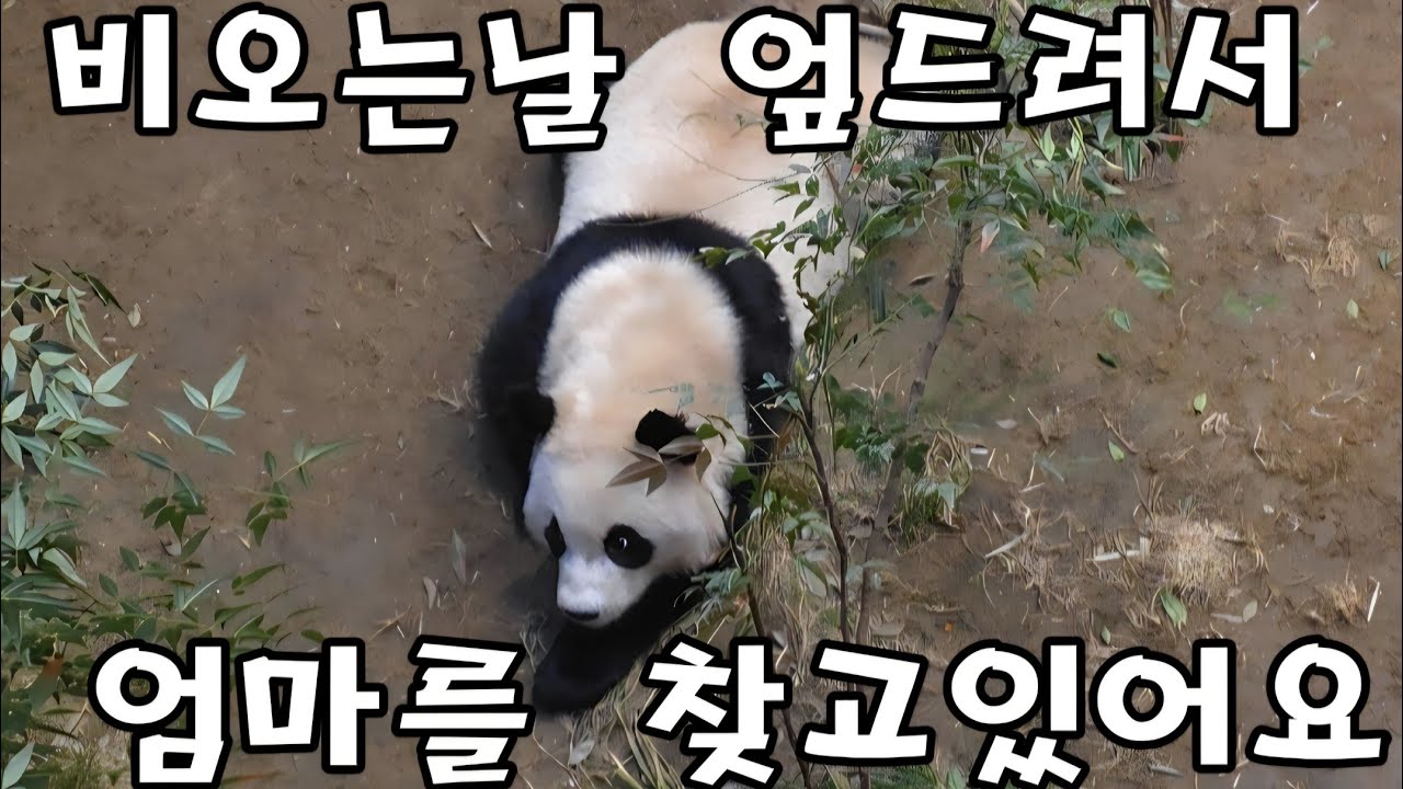 에버랜드 판다월드 .오늘은 왠지 장난꾸러기 후이가 슬퍼보였어요