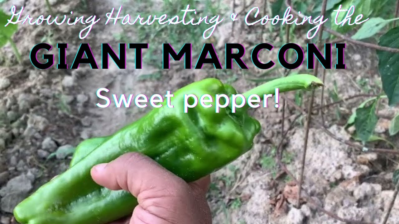 Growing Harvesting and Cooking the GIANT MARCONI Sweet Pepper!