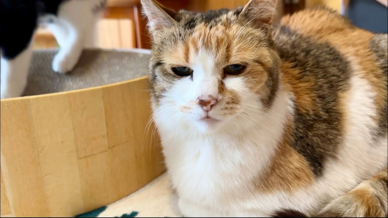 この後息子猫から重い愛ハプニングに合うミー子