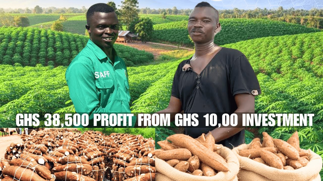 GHS 38,500 Profit From Ghs 10,000 Mr  Asamoah's Farming Success Story!
