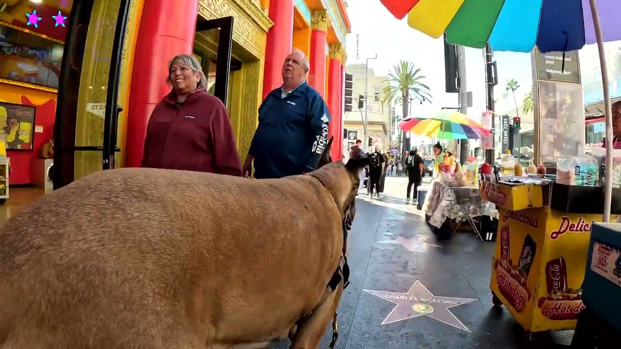 Cash 2.0 Great Dane on Hollywood Blvd in Hollywood, California 26