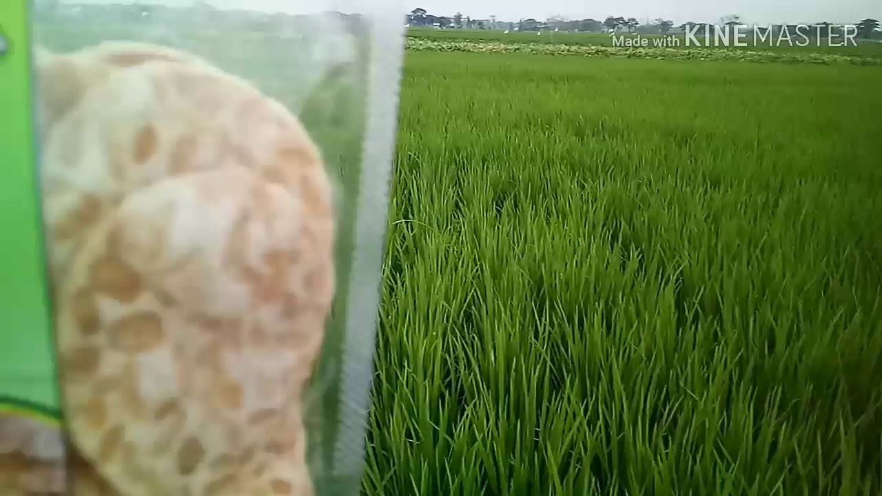 UMKM MAGETAN PUNYA PRODUK KERIPIK TEMPE UNGGULAN