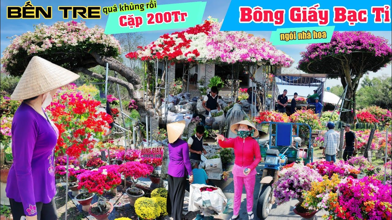 Vườn bông giấy bạc tỉ Bến Tre SỐT giá khủng lộ diện ngôi nhà bông giấy làng hoa giấy phú sơn