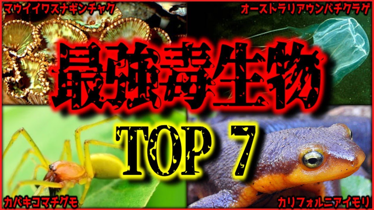 【閲覧注意】身近にもいるぞ!! 世界最強の毒生物ランキングトップ7【ゆっくり解説/作業用BGM/睡眠用/9割が知らない】