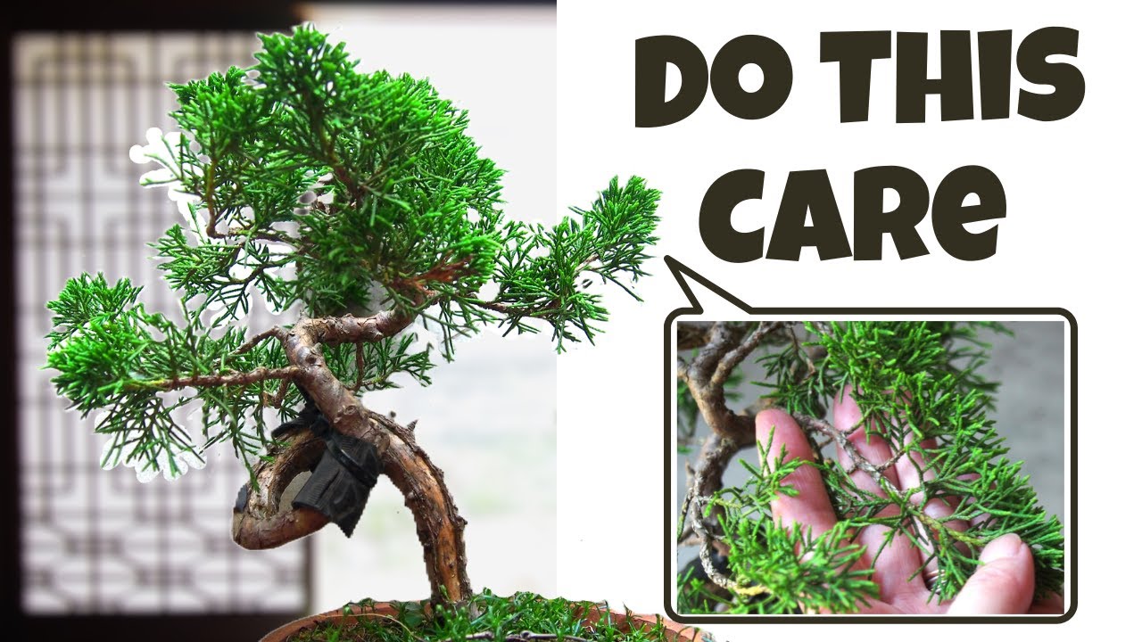 This is Why and How You Pinch Shimpaku Juniper Bonsai: A Complete Guide