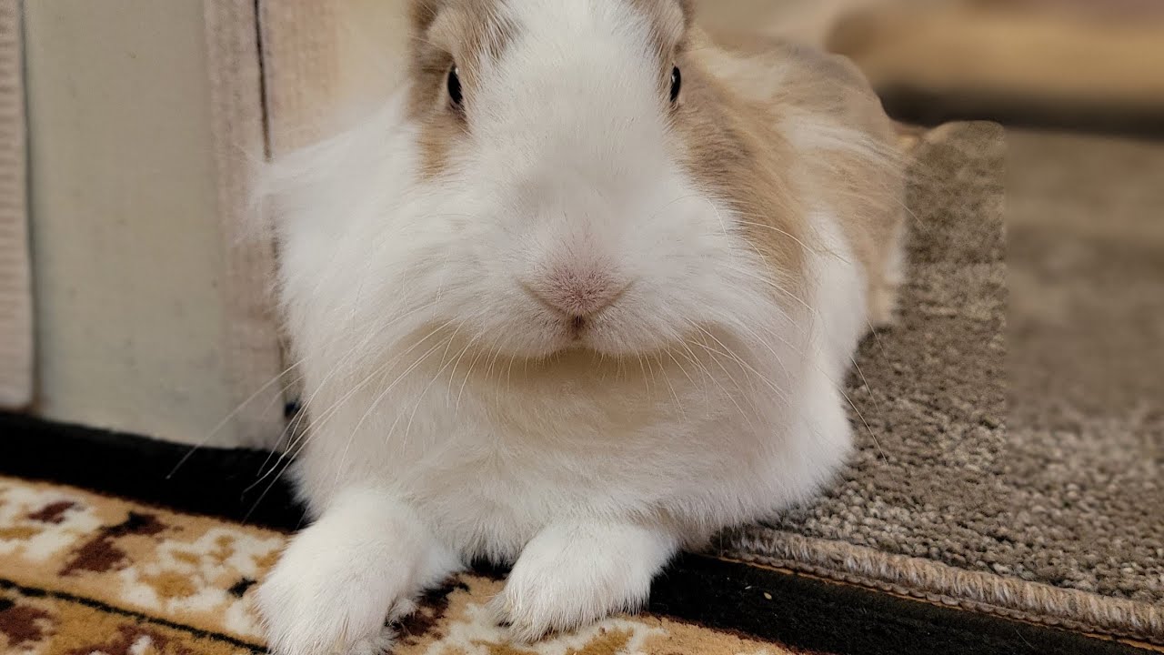 Bunny mofu is live! 2 Feb 2026 #可愛い #かわいい #bunny #rabbit #cute #mofu #うさぎ #relaxing #動物 #viralvideo