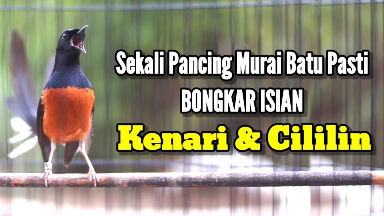 100% AMPUH SEKALI PANCING MURAI BATU APAPUN LANGSUNG BONGKAR ISIAN KENARI DAN CILILIN