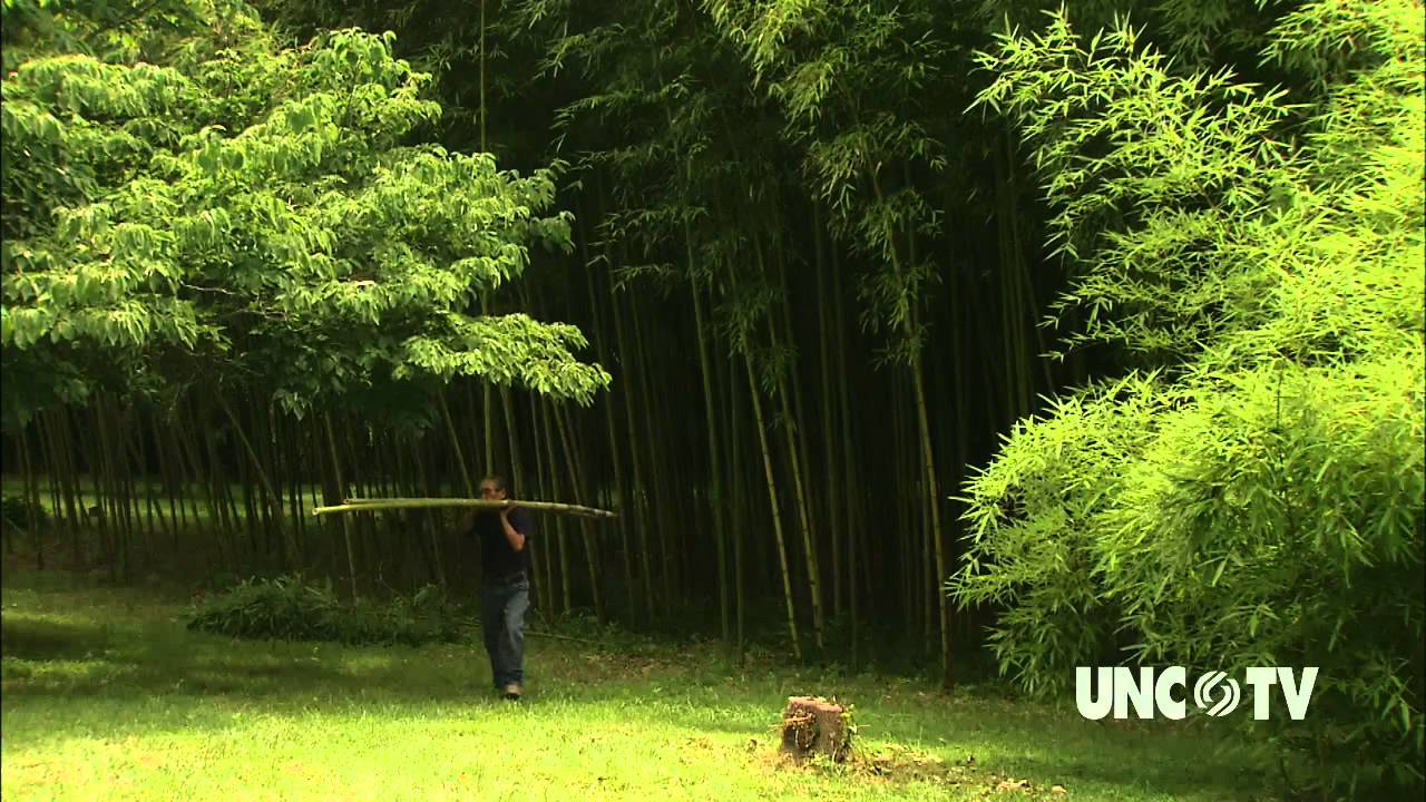 Haiku Bamboo Nursery