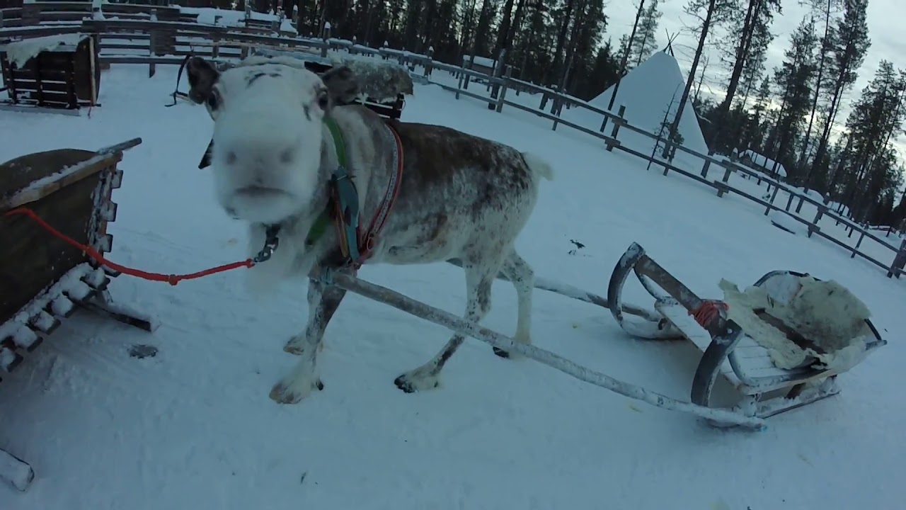 Reindeer Safari in Lapland | Kakslauttanen Arctic Resort Hotel 2017