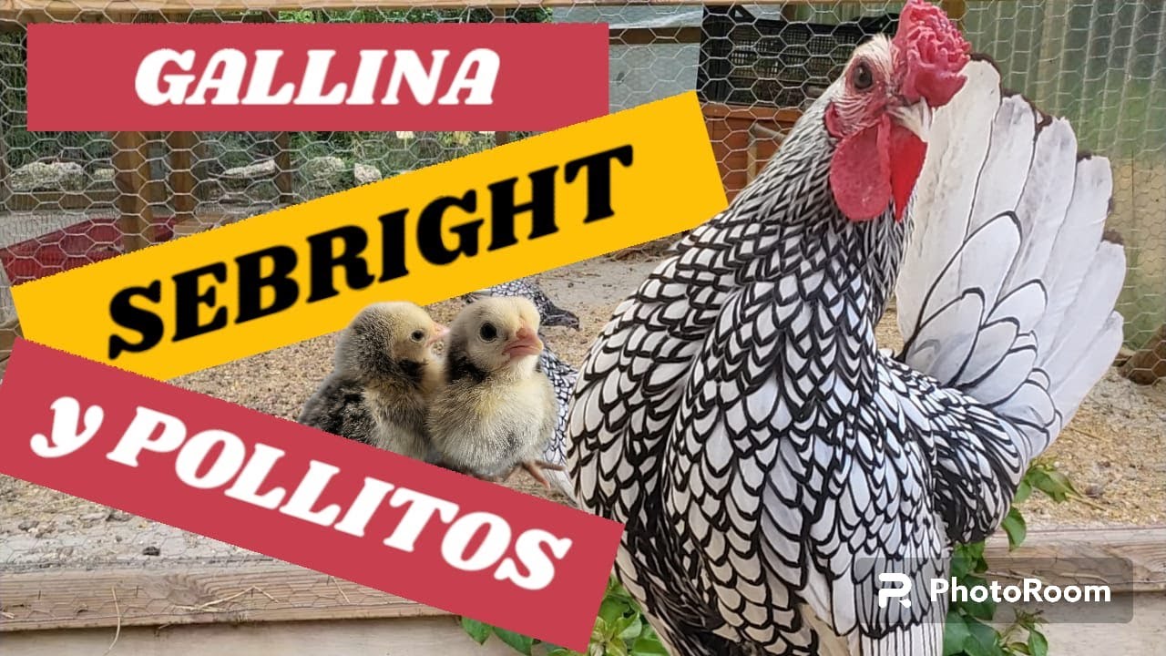Os muestro la Gallina Sebright y os ense&ntilde;o c&oacute;mo van los pollitos