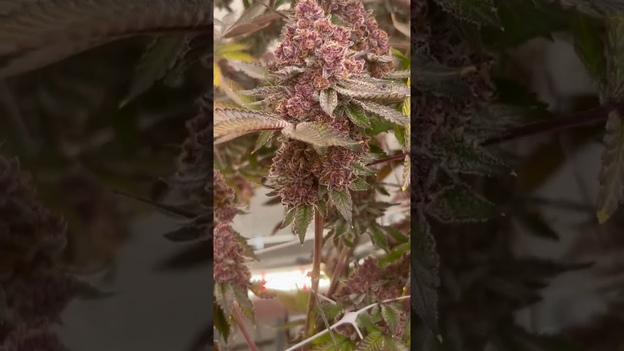Tropicana Cherry