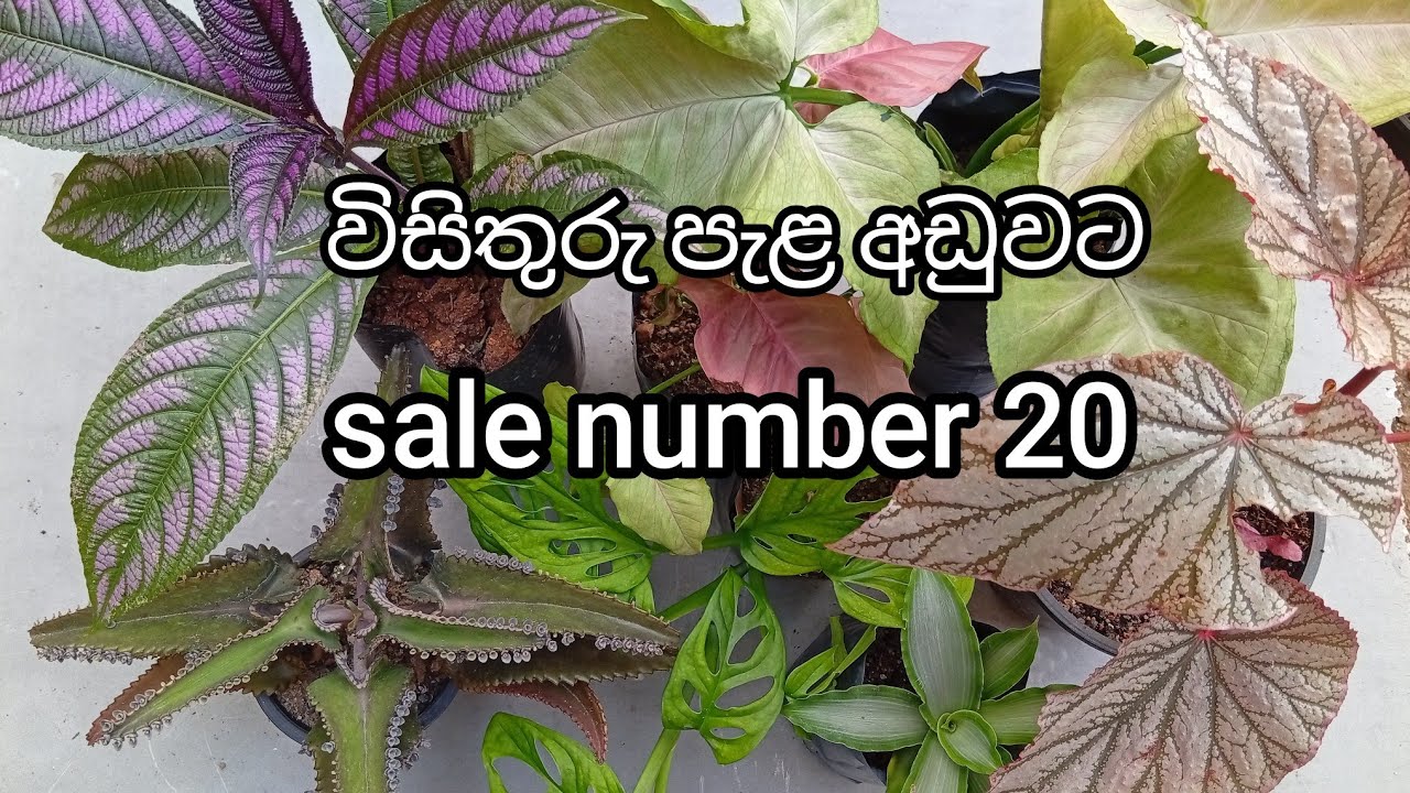 විසිතුරු පැළ අඩු මිලට | sale number 20 | 0707475222 ( Sri Visithuru Plant Nursery ) 🌿🌿
