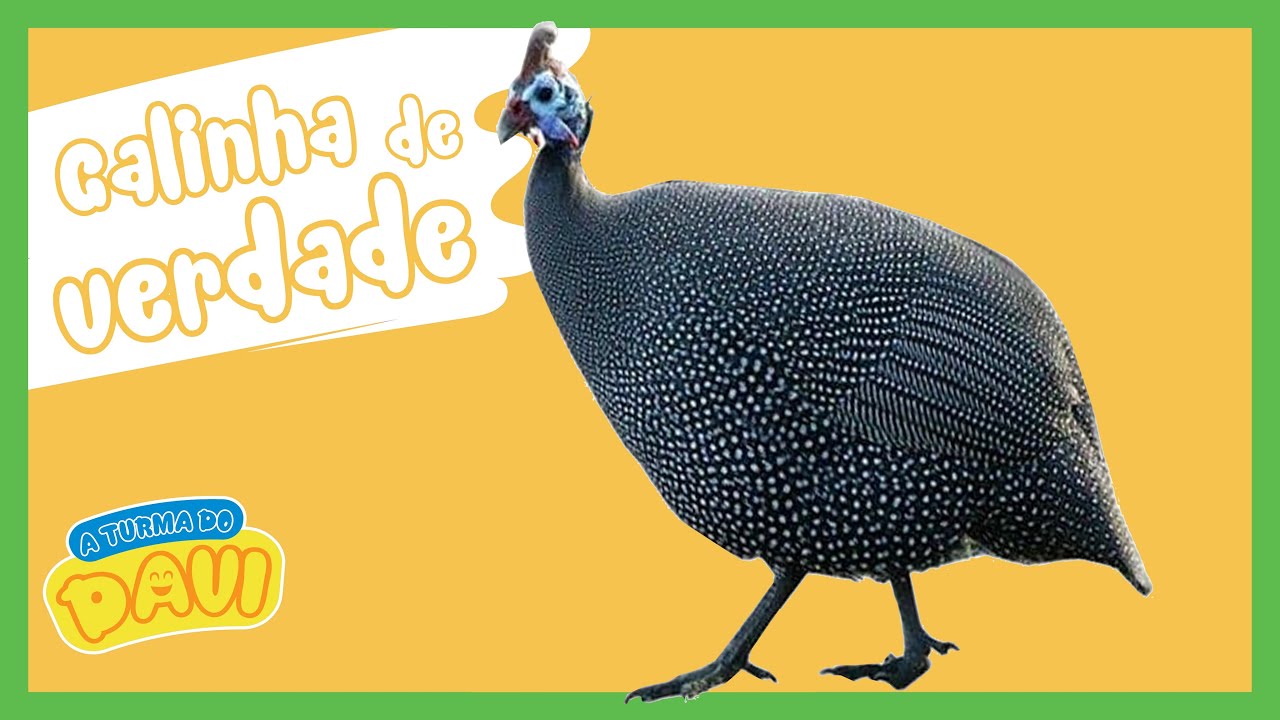 GALINHA DA ANGOLA - IMAGENS REAIS | A TURMA DO DAVI
