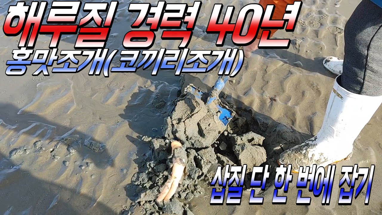 갯벌 해루질 경력40년 고수의 홍맛조개(코끼리조개)잡는 법