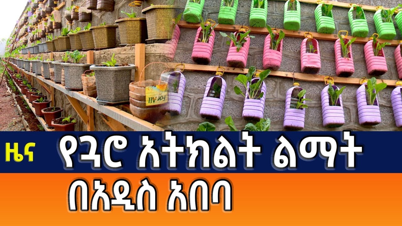 የጓሮ አትክልት ልማት በአዲስ አበባ