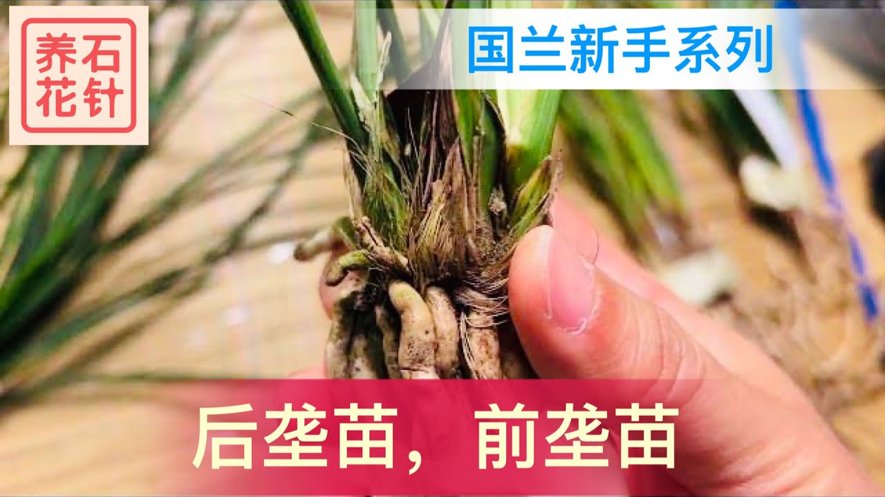 国兰新手：什么是后垄苗、前垄苗？