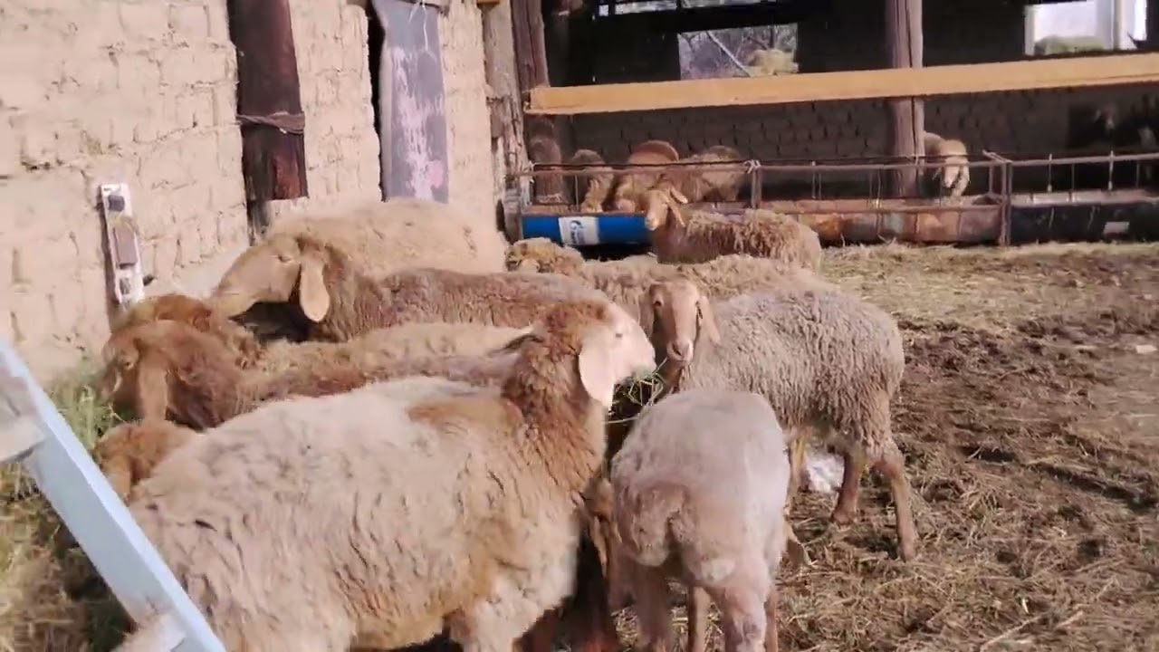Красивые арашанские ягнята +996 708 797 970