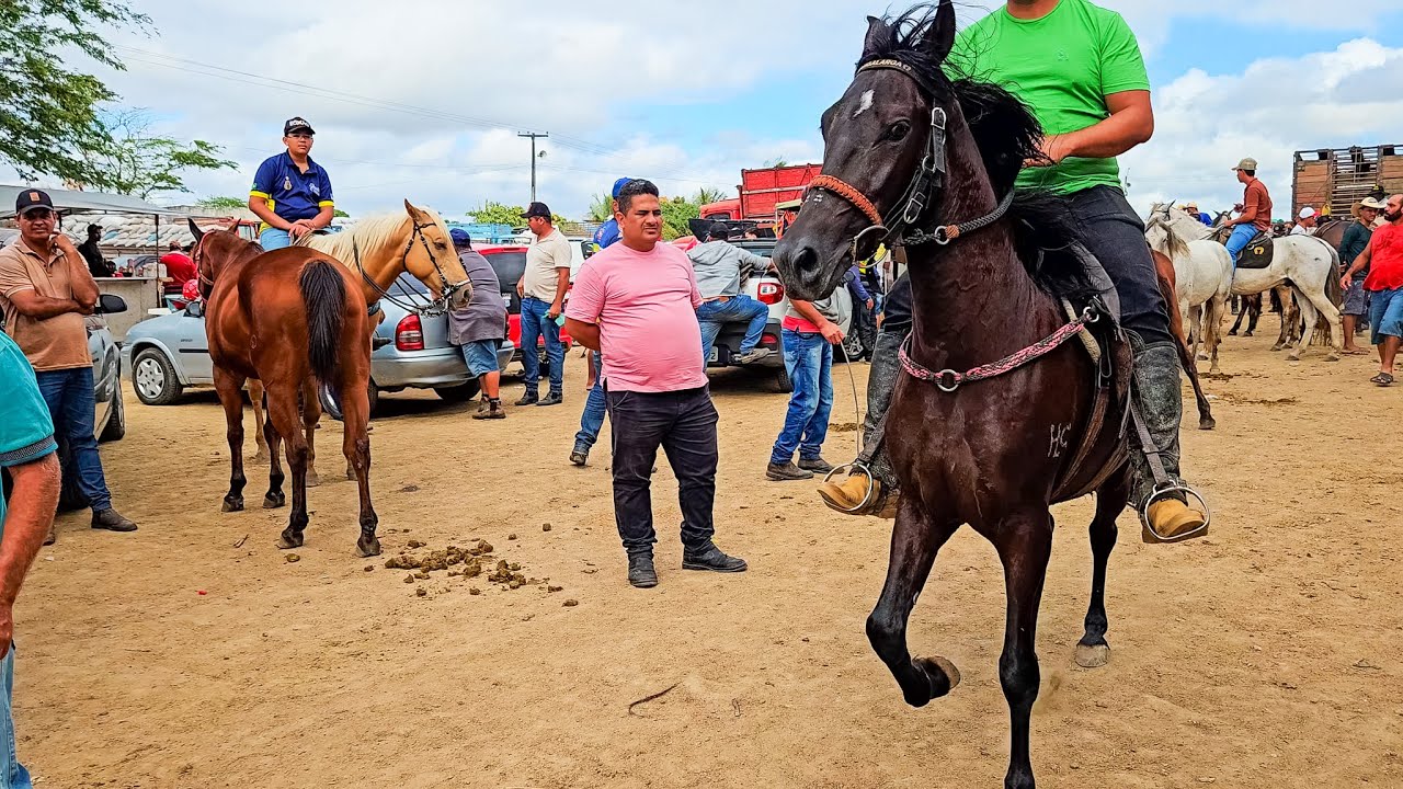 FEIRA DE CAVALO DE CARUARU PE, OS MELHORES ANIMAIS DA REGIÃO, TERÇA FEIRA, (07/10/25)