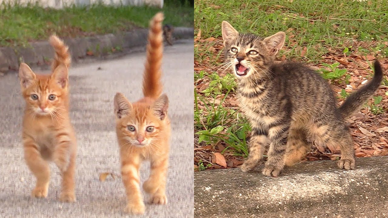 3 Kittens Meow to Stranger for Help