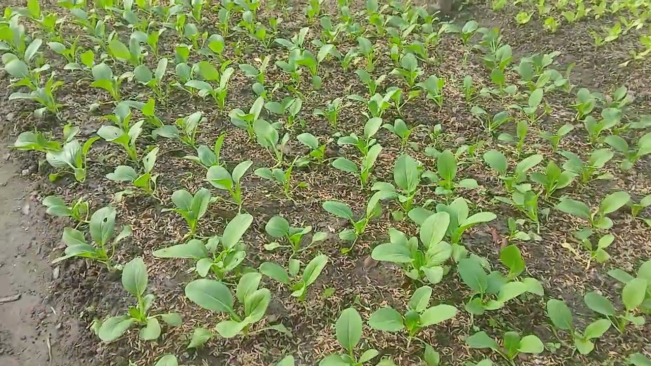 Mô hình chồng Rau lý tưởng tăng thu nhập vào dịp tết của người nông dân 