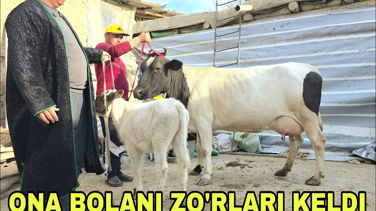  Obid akadan yangi partiya ona bola sigirlarna bugun zo‘rini tanlang17-mart, 2026