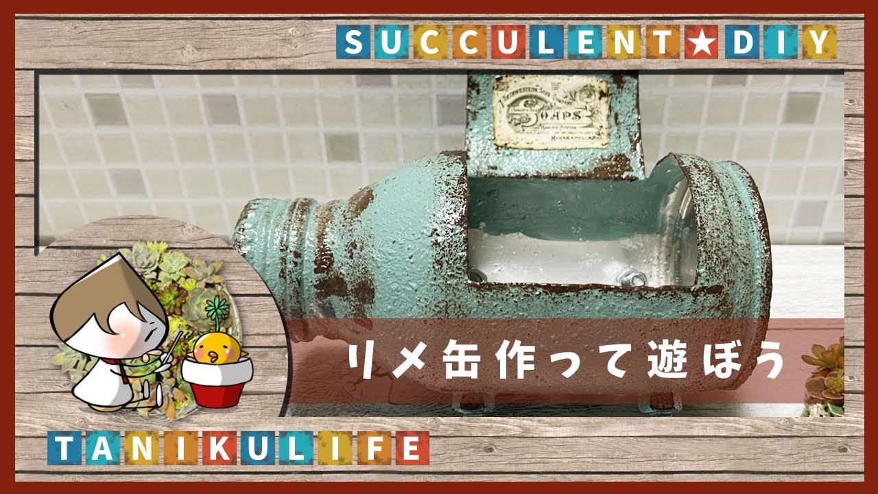 【多肉植物】元気な多肉たち｜リメ缶作りの練習してます【succulent】