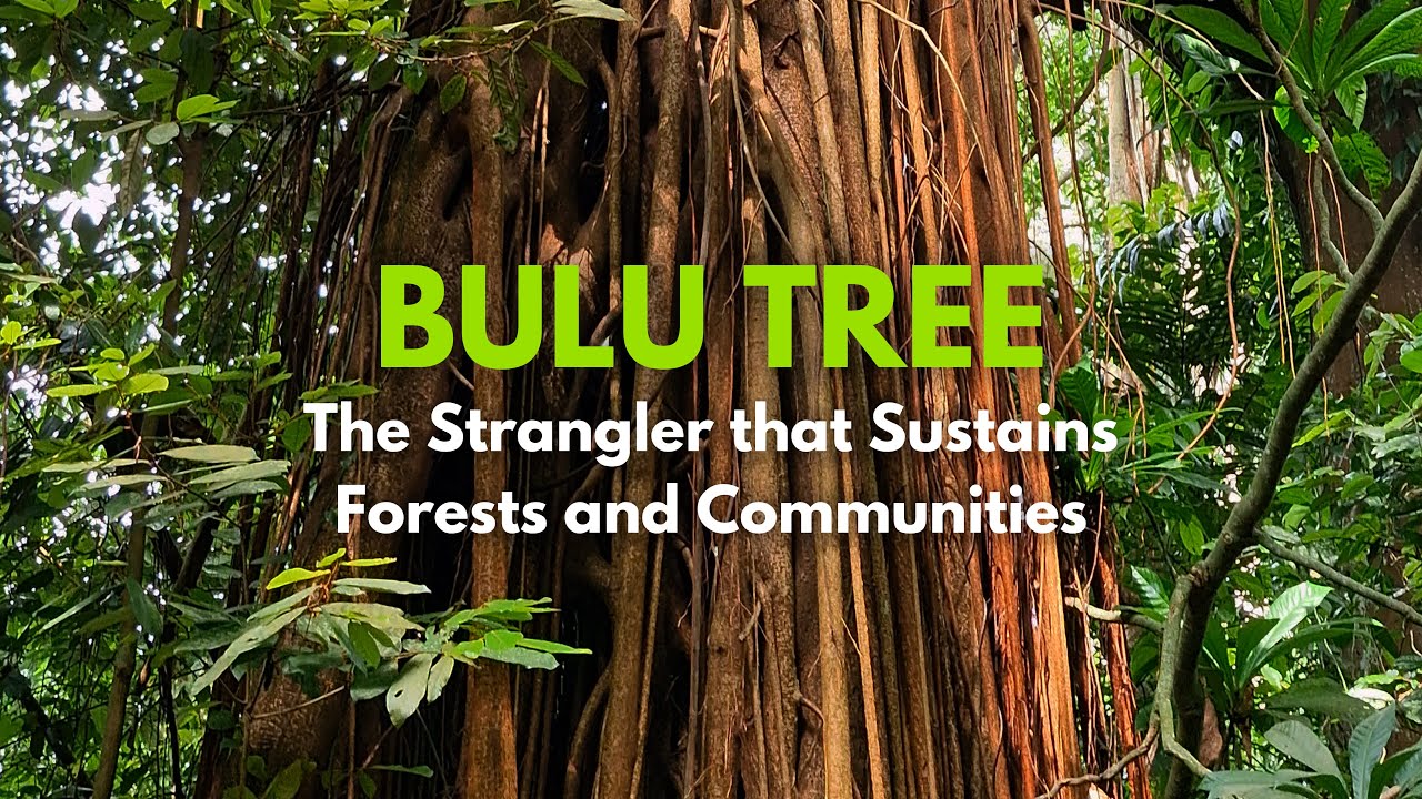Beringin Pencekik | Pohon Parasit yang Menghidupi Ekosistem Hutan| Hutan Bulupitu |Trees4Trees