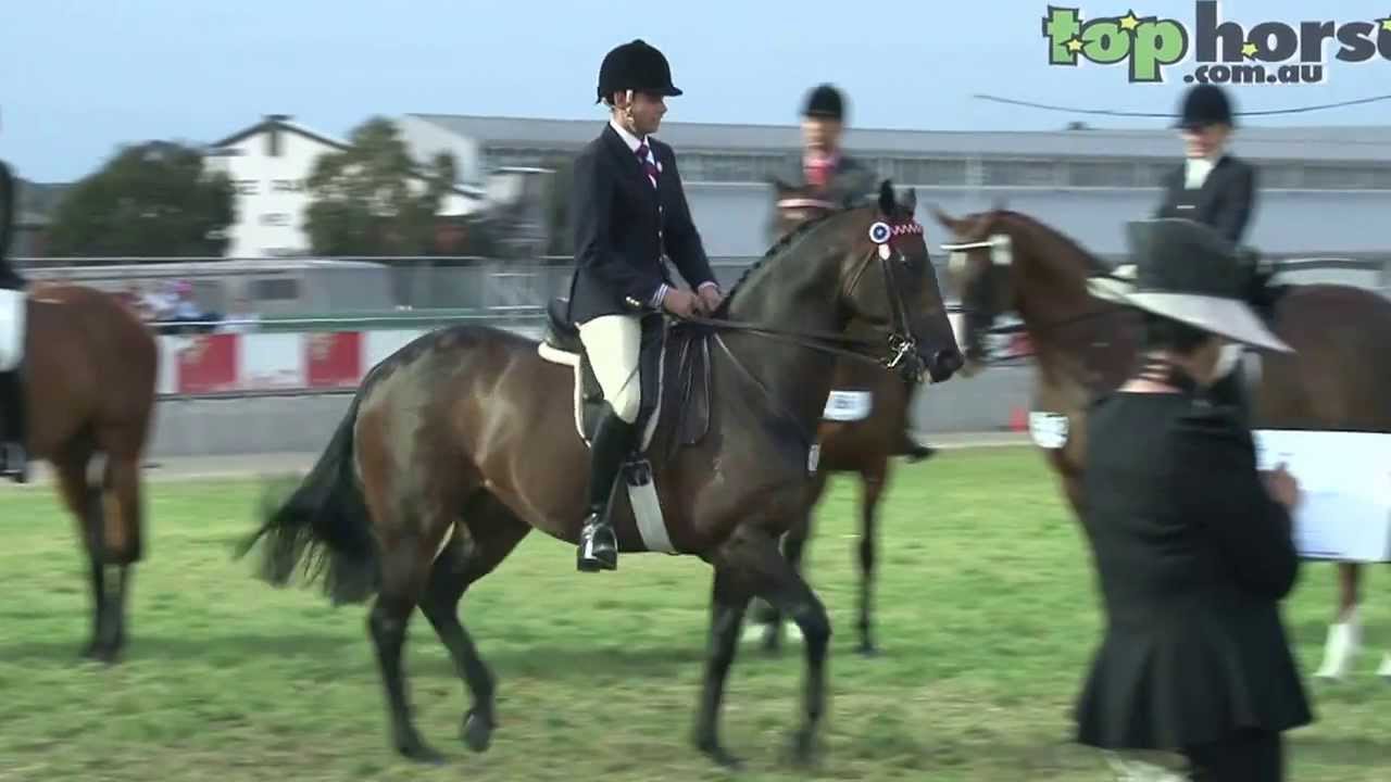 Champion Hack Royal Melbourne Show | Tophorse.com.au