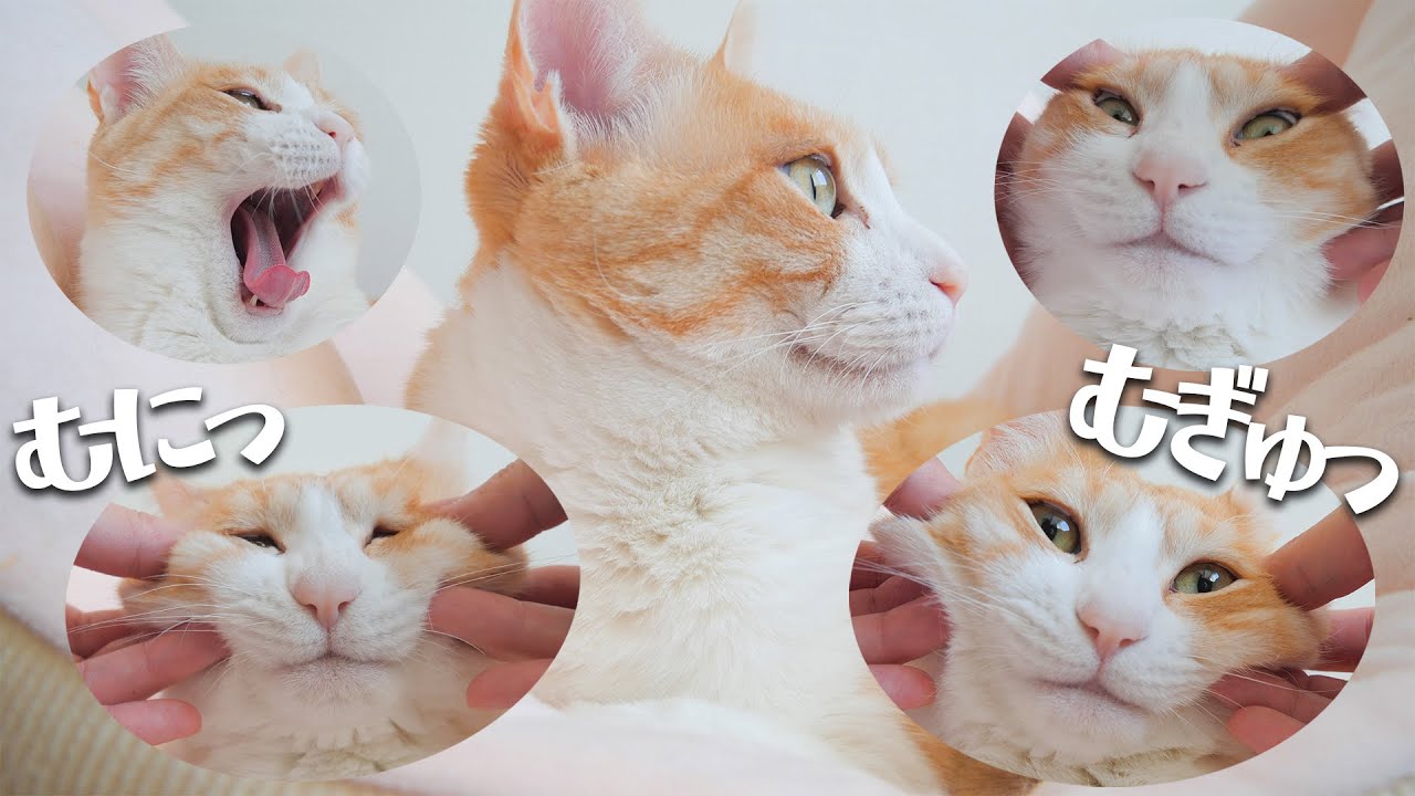 されるがままに小顔マッサージを受ける猫
