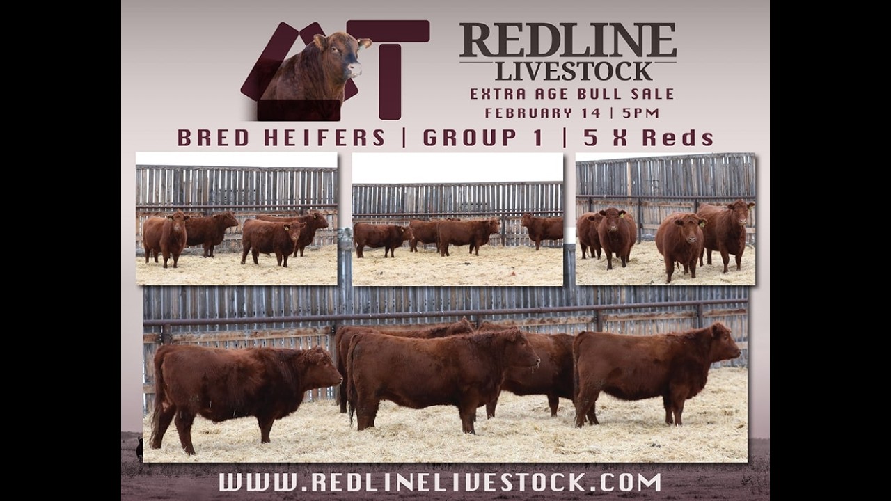 Group 1 Redline Livestock 2026