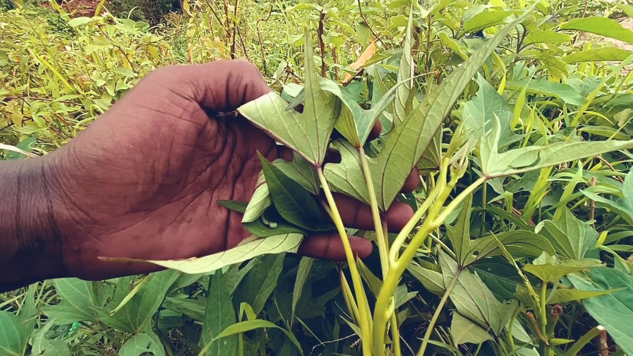 EBILETA AMAZZI MUMANA AGAMALA EMBOLO AGASINDIKIDDWA OKUSAMULAKO MUBANGA AMASANDASANDA.