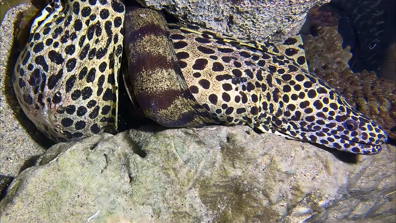 Live 🟢 –Monster Crab Alert - Real-time Epic Catch！🦀🌊#diving  #fishing #hunting #shorts