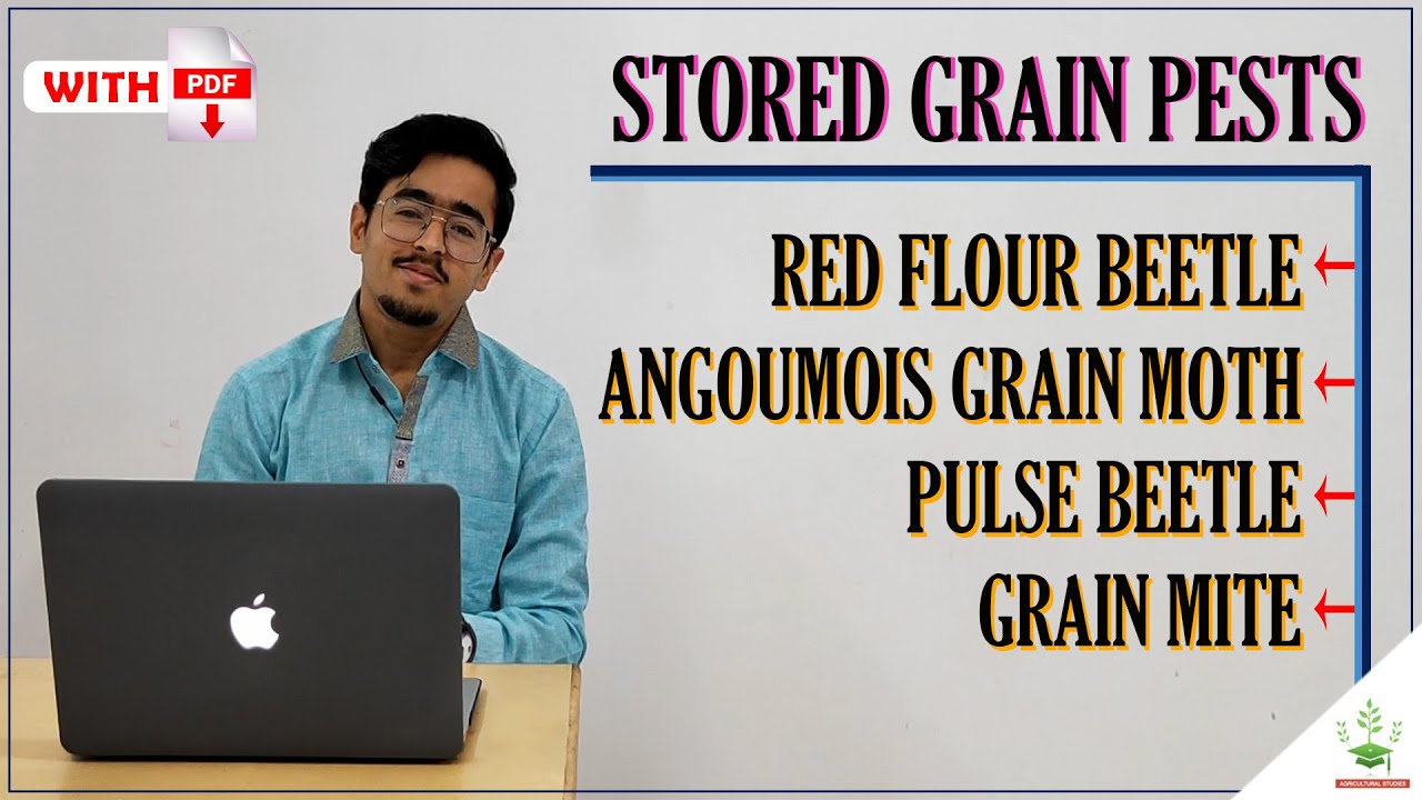 STORED GRAIN PESTS - RED FLOUR BEETLE, ANGOUMOIS GRAIN MOTH, PULSE BEETLE, GRAIN MITE
