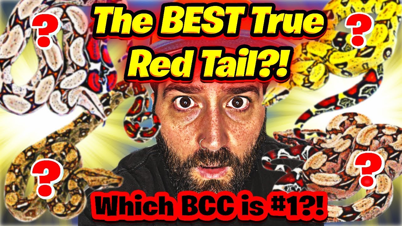 Top 5 TRUE Red Tail Boas Ranked | The Battle of the BCCs!