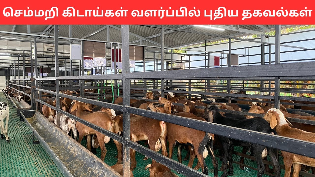 Innovative and effective ways of Sheep fattening