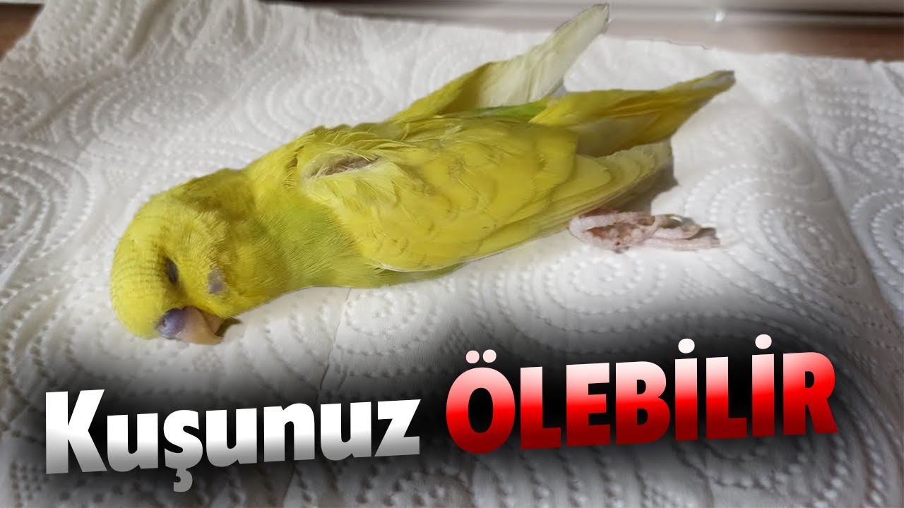 Kuruma Hastalığı Tedavisi - Muhabbet Kuşu Kuruma Hastalığı Belirtileri