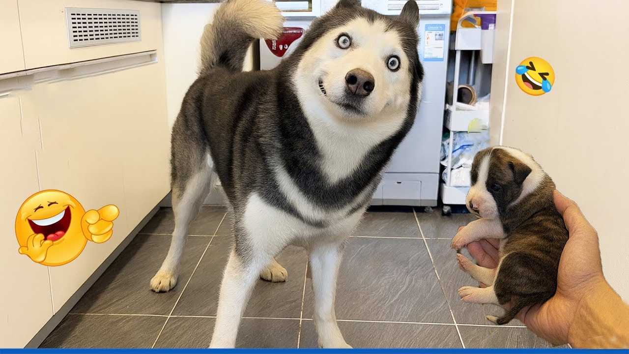 Unbelievable Funny Dogs 😱 Best Dog Fails & Goofy Moments 2026 #1