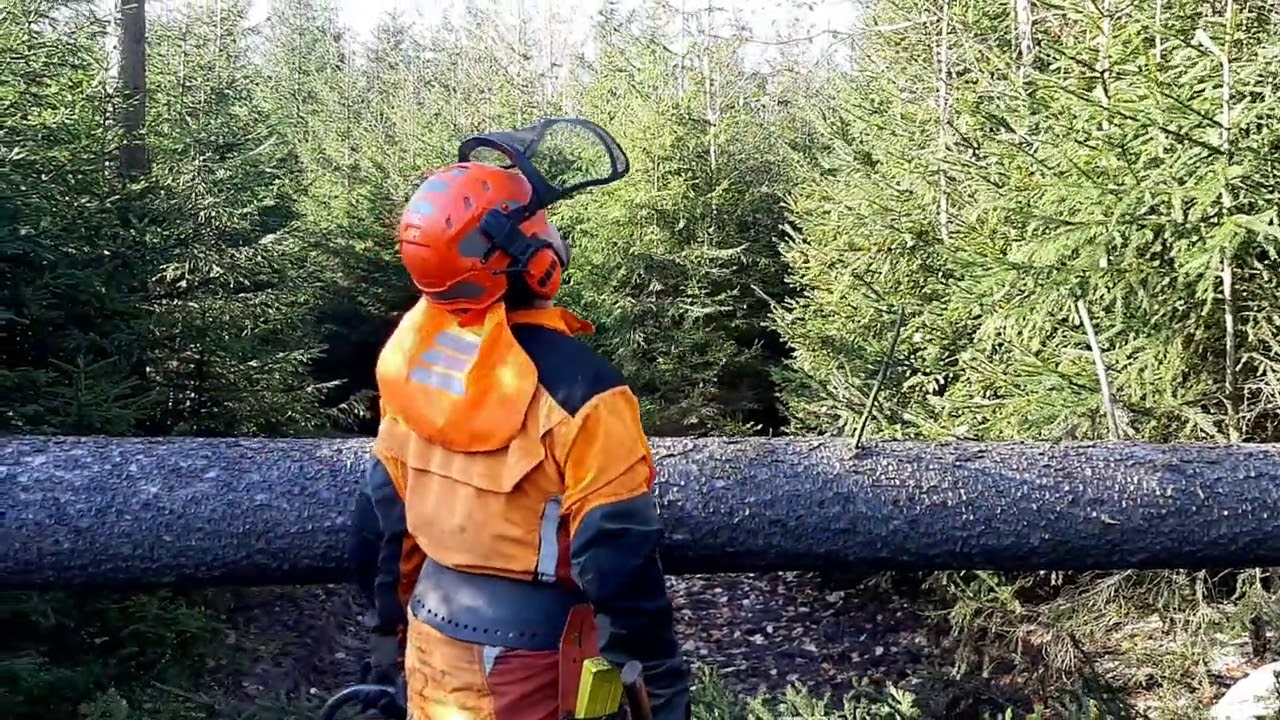 EXTREME Tree felling with a chainsaw in inaccessible terrain, Garden and Forest, TOP VIDEO