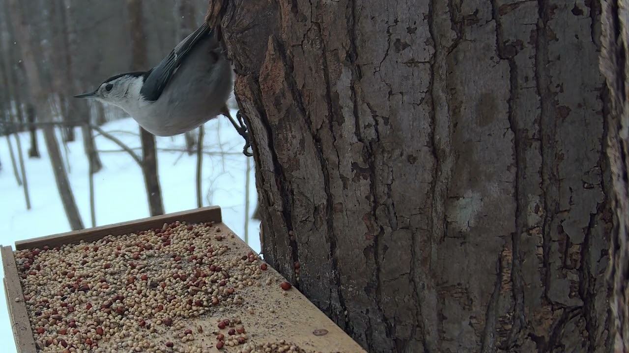 Vibrant Black-Capped Chickadee Up Close! 🐦 Nicolet National Forest, WI