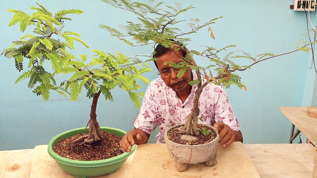 Make a tamarind bonsai easily