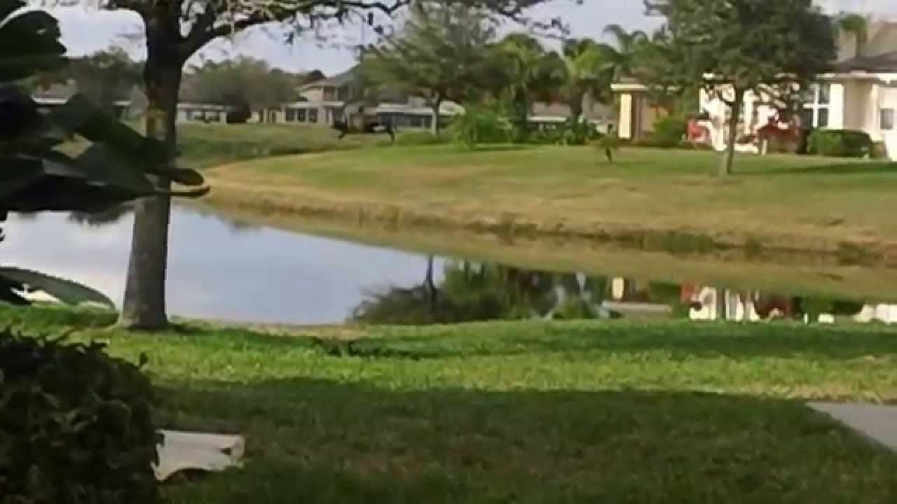 &bull;*✈ Bird feeder on lake shore & many hungry birds.&bull;*✈HD