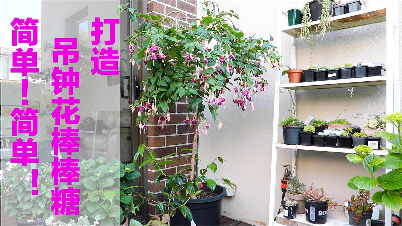 园艺篇No.17, 如何打造一棵吊钟花棒棒糖？超简单实用的教程来啦！