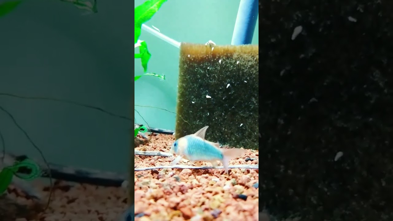 Corydoras eques 